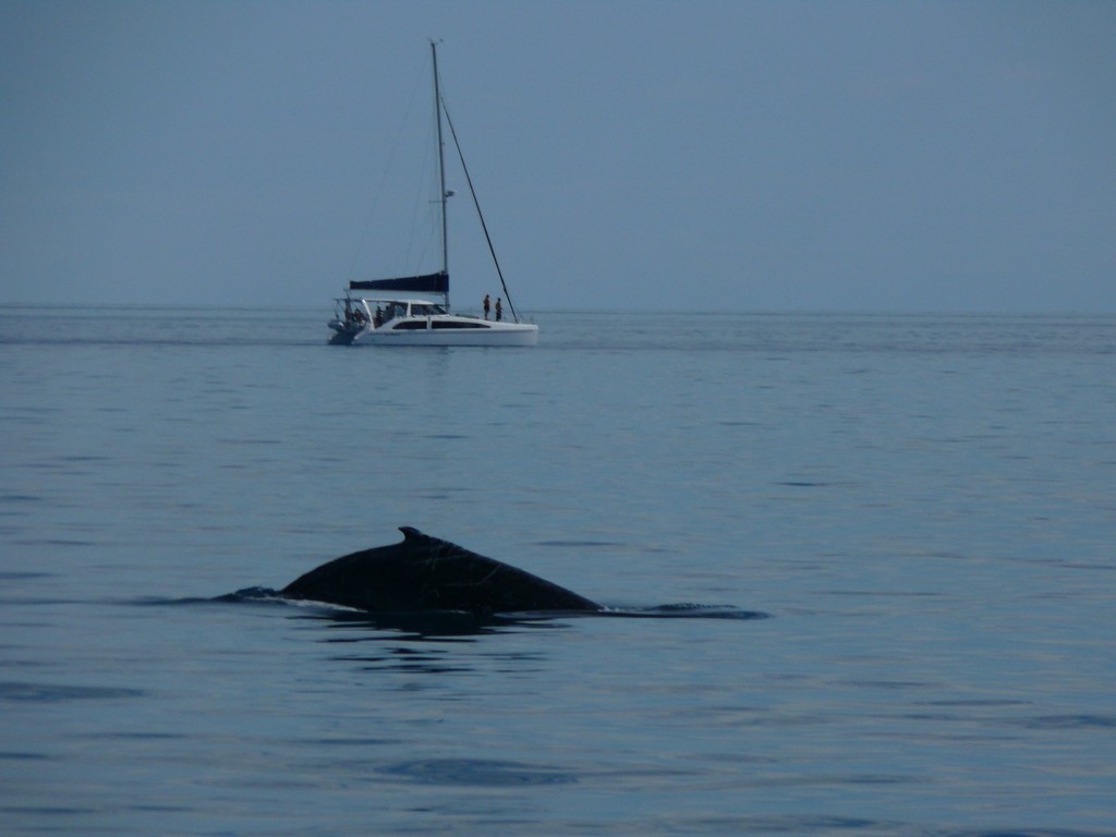 Whale Watching - Photo by Channel Whitsundays - Whitsunday Rally © SW